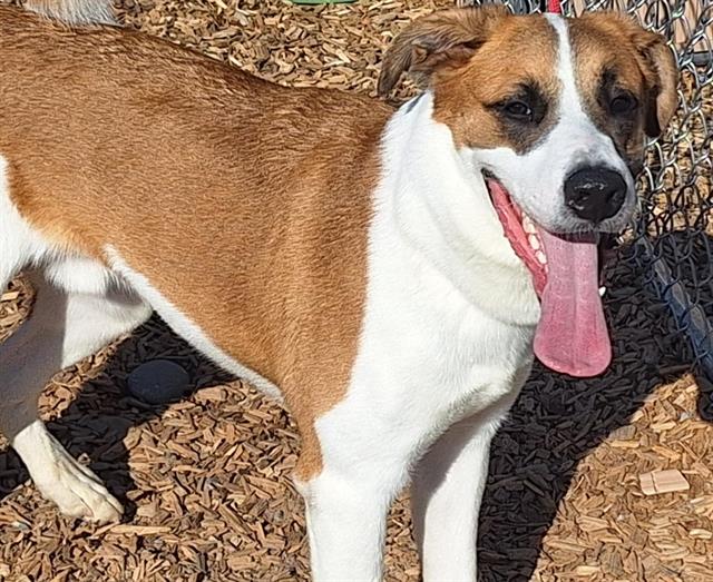 adoptable Dog in Albuquerque, NM named GINSENG