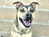 adoptable Dog in , NM named CHEL