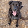 adoptable Dog in , NM named LAYLA