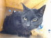 adoptable Cat in , NM named SHADOWSPAWN