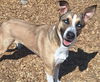 adoptable Dog in albuquerque, NM named THORN