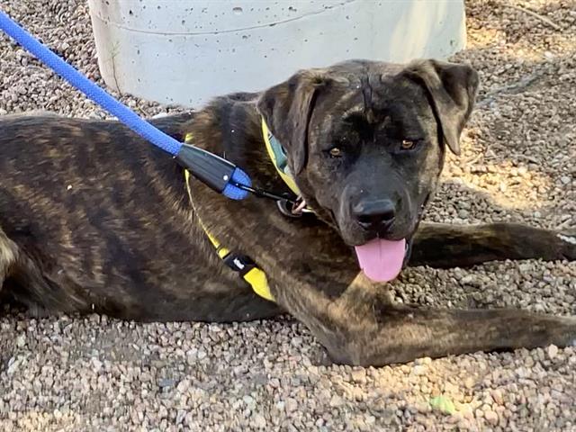 adoptable Dog in Albuquerque, NM named JURASSIC