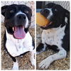 adoptable Dog in Albuquerque, NM named JOKER