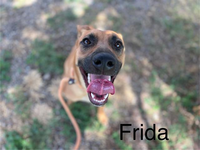 adoptable Dog in Albuquerque, NM named FRIDA