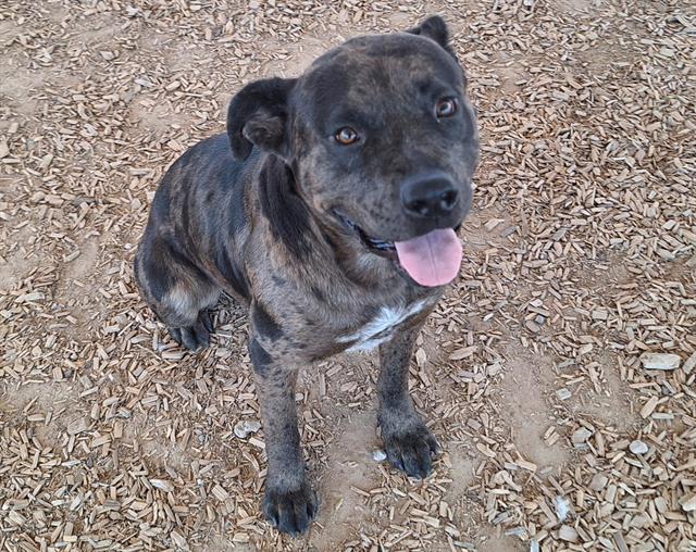 adoptable Dog in Albuquerque, NM named CHEWY