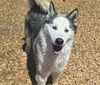 adoptable Dog in Albuquerque, NM named SILVER