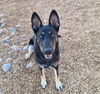 adoptable Dog in albuquerque, NM named WATERMELON