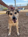 adoptable Dog in Albuquerque, NM named POLLY