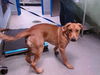 adoptable Dog in , NM named WINSTON