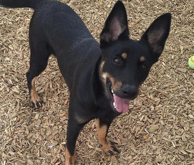 adoptable Dog in Albuquerque, NM named WIFI