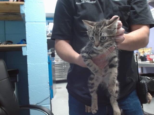 adoptable Cat in Albuquerque, NM named JASPER