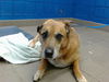 adoptable Dog in , NM named JAX