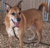 adoptable Dog in Albuquerque, NM named JAX