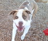 adoptable Dog in , NM named BUSTER