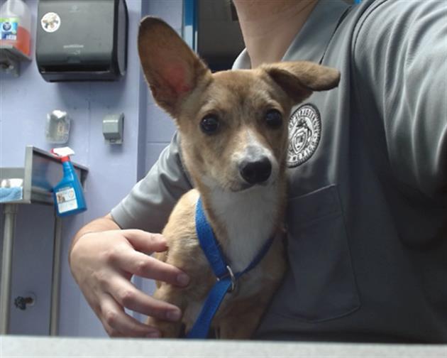 adoptable Dog in Albuquerque, NM named CACTUS JACK