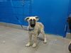 adoptable Dog in , NM named UBE