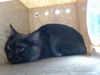 adoptable Cat in , NM named LEONIDIS