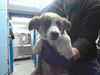 adoptable Dog in , NM named YUMA