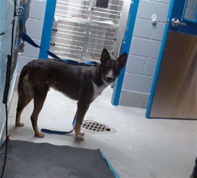 adoptable Dog in Albuquerque, NM named JAY