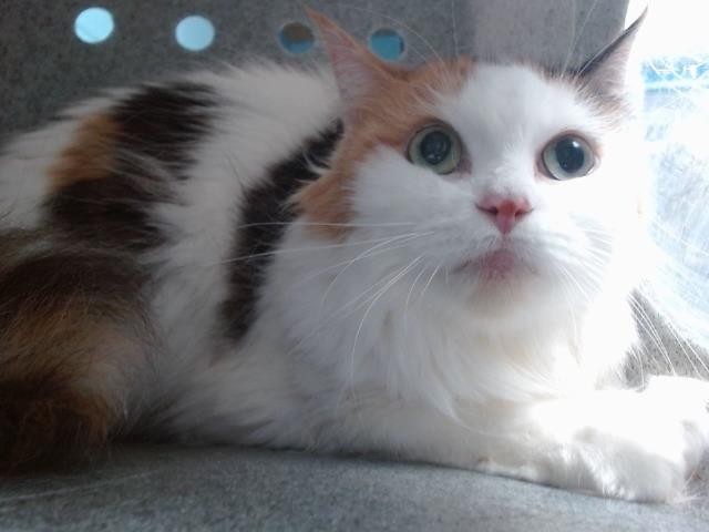 adoptable Cat in Albuquerque, NM named FLOOFIE