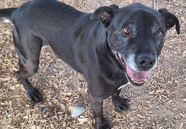 adoptable Dog in Albuquerque, NM named TURBO