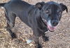 adoptable Dog in , NM named TURBO