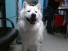 adoptable Dog in , NM named SHUSHI