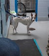 adoptable Dog in , NM named ZOE