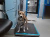 adoptable Dog in , NM named ALICIA