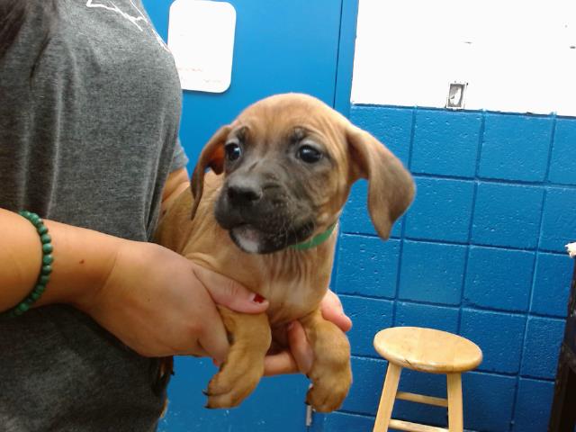 adoptable Dog in Albuquerque, NM named MOON