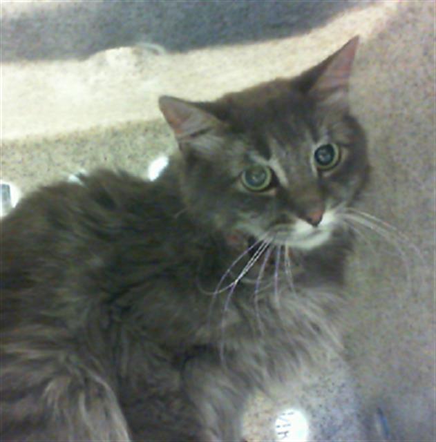 adoptable Cat in Albuquerque, NM named STIX