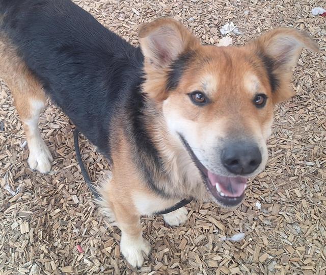 adoptable Dog in Albuquerque, NM named BIG GUY