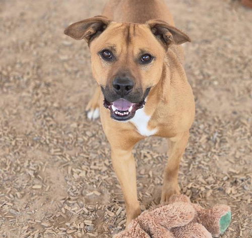 picture of the dog needing adoption