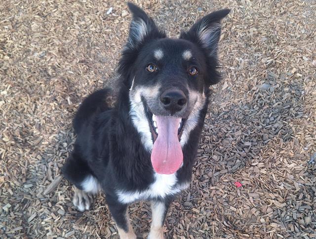 adoptable Dog in Albuquerque, NM named HARLOW