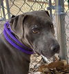 adoptable Dog in Albuquerque, NM named ROSE