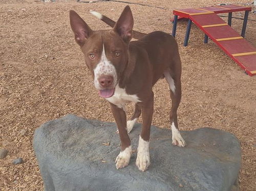 picture of the dog needing adoption