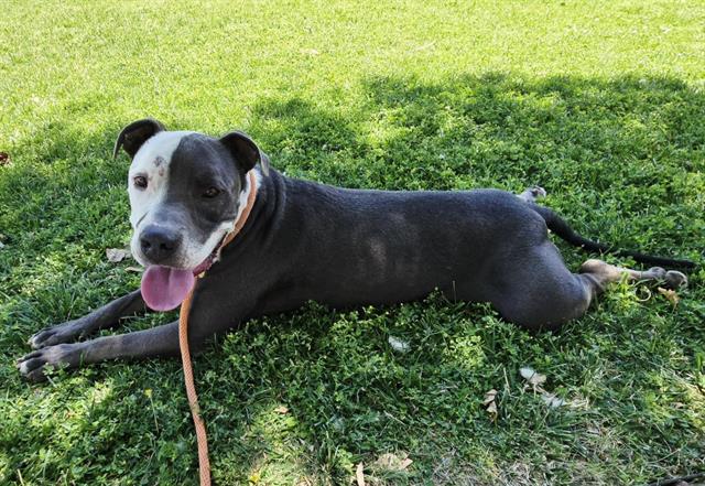 adoptable Dog in Albuquerque, NM named BLY