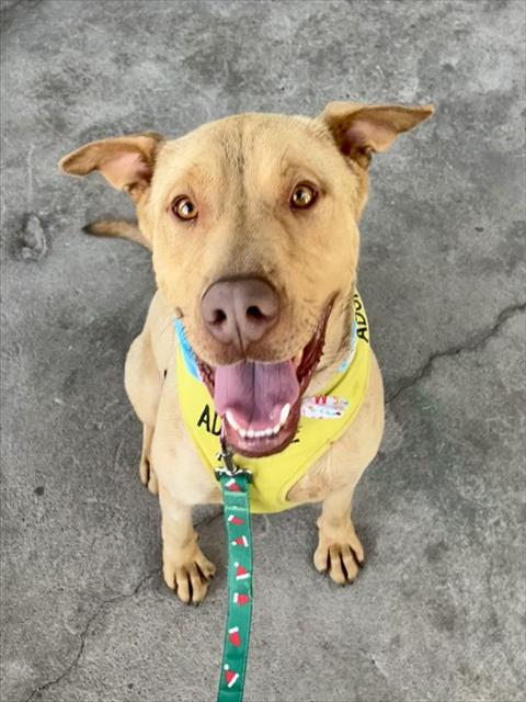 adoptable Dog in Albuquerque, NM named SCOOBY