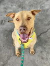 adoptable Dog in  named SCOOBY