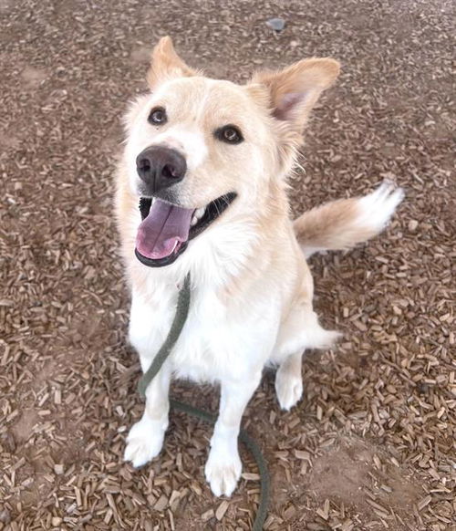 picture of the dog needing adoption