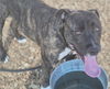 adoptable Dog in  named CODY