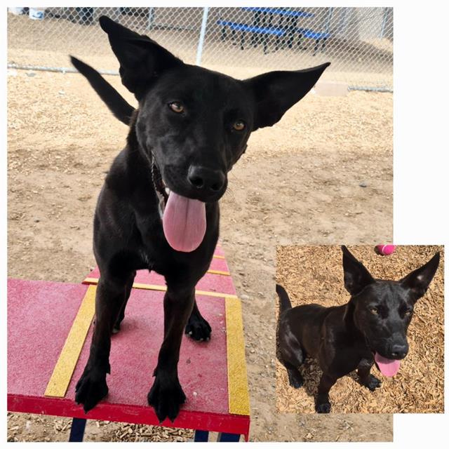adoptable Dog in Albuquerque, NM named BROCKTON