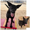 adoptable Dog in , NM named BROCKTON