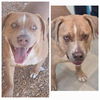 adoptable Dog in  named GOKU