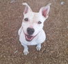 adoptable Dog in  named CHERYL