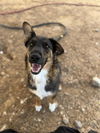 adoptable Dog in  named PONY BOY