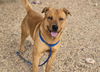 adoptable Dog in  named GOLDEN BOY