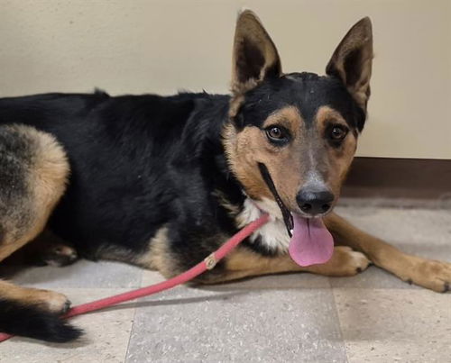 picture of the dog needing adoption