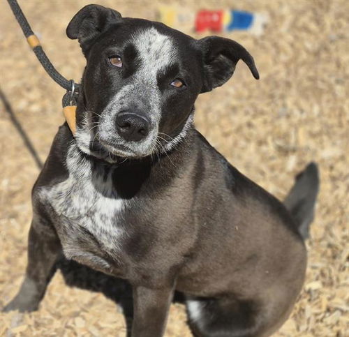 picture of the dog needing adoption