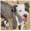 adoptable Dog in  named GUAM KID